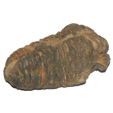 Trilobit fosil UNICAT 6 cm.