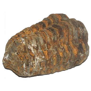 Trilobit fosil 4 cm.